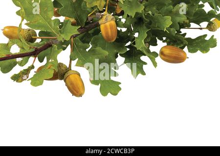 Close up view of green oak twig with brown acorns isolated on white backgrounds. Beautiful nature backgrounds. Stock Photo