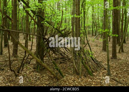 A makeshift shelter or den made from branches in a broadleaf woodland in spring at Goblin Combe, North Somerset, England. Stock Photo