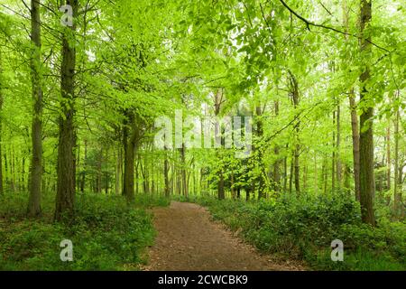 New lush growth on beech trees in spring in a broadleaf woodland at Goblin Combe, North Somerset, England. Stock Photo