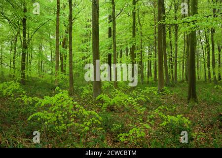 New lush growth on beech trees in spring in a broadleaf woodland at Goblin Combe, North Somerset, England. Stock Photo