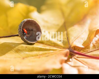 Beautiful red ladybird on autumn leaves in acorn cap Stock Photo