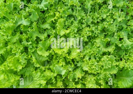 Lactuca sativa. background of salad leaves. Vegetable culture, used as a vitamin green Stock Photo