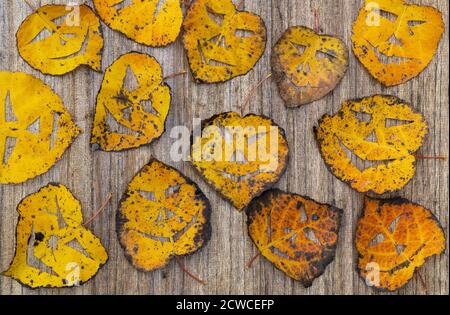dry foliage on a wooden background. on the leaves made a scary mask. holiday of Halloween, leaf Jack lantern mask.  Stock Photo