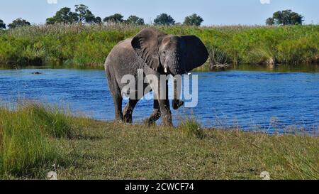 Curious single big African elephant (loxodonta) walking at the bank of Kwando River with hippo and bush land in background in Bwabwata National Park. Stock Photo