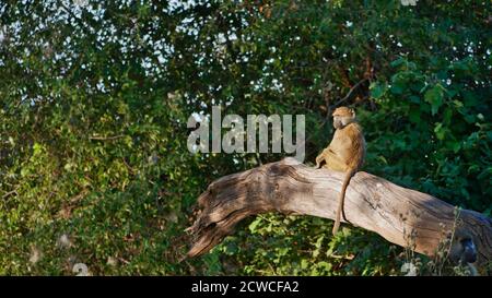 Cute dreamy vervet monkey (chlorocebus pygerythrus) sitting on branch of a dead tree enjoying the evening sun in Bwabwata National Park, Namibia. Stock Photo