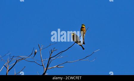 Two little bee-eater birds (merops pusillus) with yellow plumage sitting on a branch of a dead tree at the bank of Kwando River, Bwabwata NP. Stock Photo