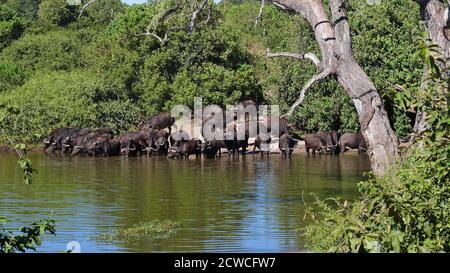 Herd of African buffalos (cape buffalo, syncerus caffer) enjoying a refreshment at waterhole in Chobe National Park, Botswana, Africa. Stock Photo