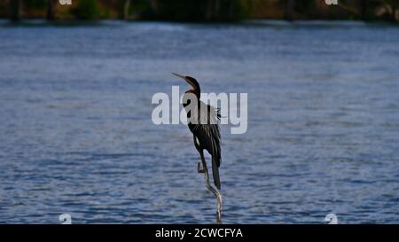 African darter (anhinga rufa, snakebird) with black and white plumage sitting on a dead branch in Chobe River, Chobe Riverfront, Chobe National Park. Stock Photo