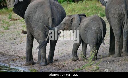 Cute little African elephant (loxodonta) walking between its full-grown companions and waving with its trunk on the bank of Chobe River. Stock Photo