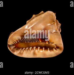 Sea shell isolated on a black background. Beautiful seashell Stock Photo