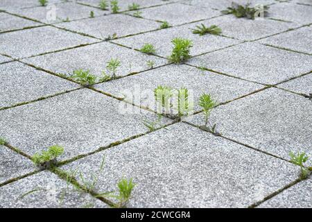 Weed growing in a deserted urban area Stock Photo