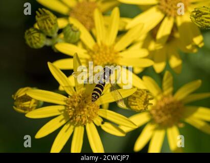 Long Hoverfly, Sphaerophoria scripta, feeding on Ragwort, Senecio jacobaea. Worcestershire, UK. Stock Photo