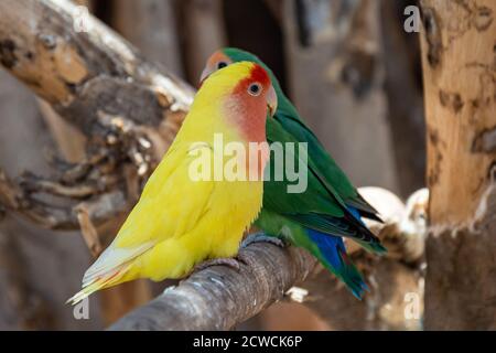 Two parrots with green and yellow colors are sitting on a branch. Blurry background. Stock photo Stock Photo