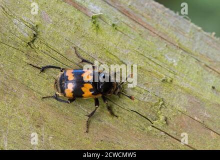 Common Sexton Beetle, Nicrophorus vespilloides, single adult resting on wooden fence, Worcestershire, UK. Stock Photo