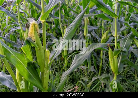 View of a cornfield with an ear of corn in the foreground. Stock Photo