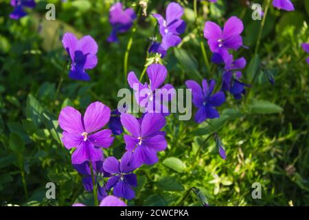 red pansies blooming in the botanical garden in spring Stock Photo
