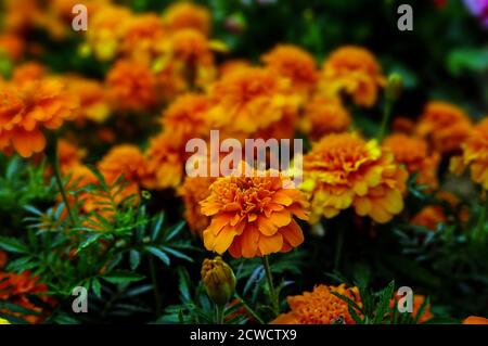 Tagetes, marigolds flowers blooming in all shades of yellow and orange, photographed at close range against other flowers Stock Photo