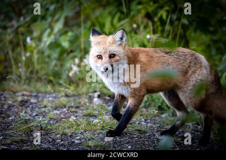 Red fox on Mt Rainier National park Stock Photo