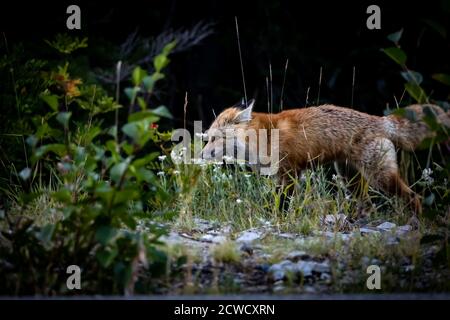 Red fox on Mt Rainier National park Stock Photo