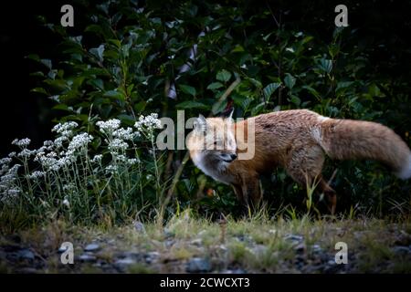 Red fox on Mt Rainier National park Stock Photo