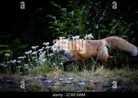 Red fox on Mt Rainier National park Stock Photo