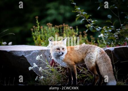 Red fox on Mt Rainier National park Stock Photo