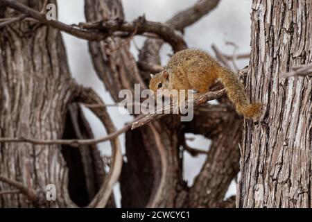 Smiths bush squirrel - Paraxerus (Sciurus) cepapi known as the yellow-footed squirrel or tree squirrel, is an African bush squirrel which is native to Stock Photo