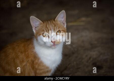 Red tabby young tom-cat Stock Photo