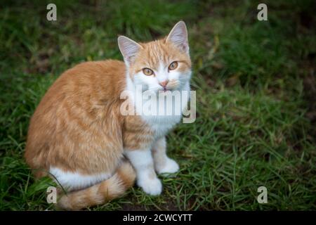 Red tabby young tom-cat Stock Photo