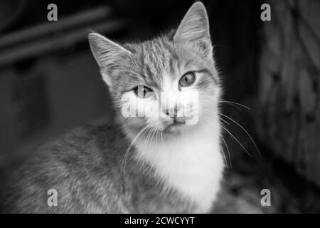 Black and white photo of a young tabby tom-cat Stock Photo