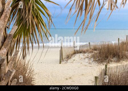 Palmetto Tree on the beach set against a blue sky with copy space in horizontal orientation on the Golden Mile in  Myrtle Beach, South Carolina Stock Photo