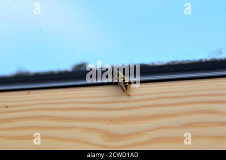 Wasp on the inside of a window frame Stock Photo