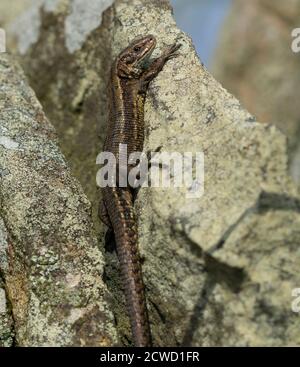 Common or Viviparous Lizard (Zootica vivipara) on a dry stone wall in the Peak District. Stock Photo