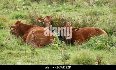 Curious Cattle Stock Photo