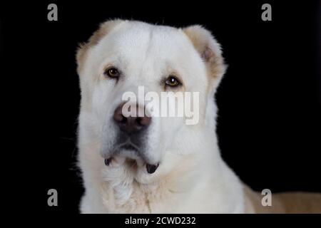 Central Asian Shepherd Dog (Alabai, Ovcharka) - studio portrait with black background Stock Photo