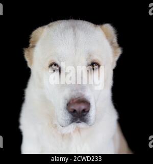 Central Asian Shepherd Dog (Alabai, Ovcharka) - studio portrait with black background Stock Photo