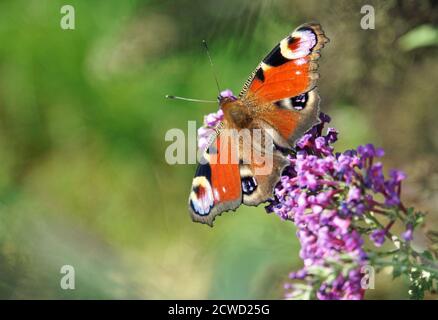 Bright, beautiful butterfly with eyes on the wings on a purple flower. The butterfly is a Peacock butterfly. The flower is part of a Butterfly bush. Stock Photo
