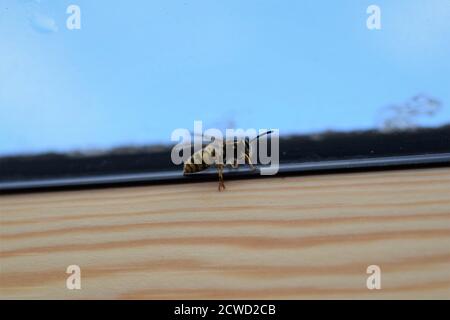 Wasp on the inside of a window frame Stock Photo