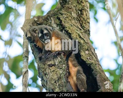 Adult Spix's Night Monkeys, Aotus Vociferans, With A Baby In Nauta Caño 