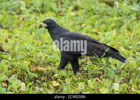 An adult great black hawk, Buteogallus urubitinga, hunting along the