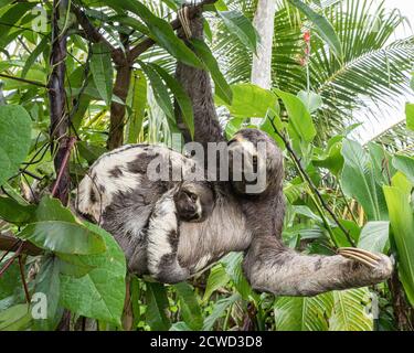 Mother and baby brown-throated sloths, Bradypus variegatus, San Francisco, Amazon Basin, Loreto, Peru. Stock Photo