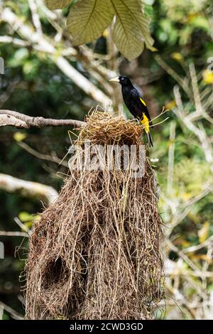 Adult yellow-rumped cacique, Cacicus cela, at nest site on Belluda Caño, Amazon Basin, Loreto, Peru. Stock Photo