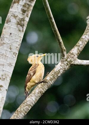 An adult female cream-colored woodpecker, Celeus flavus, Lake Clavero, Amazon Basin, Loreto, Peru. Stock Photo