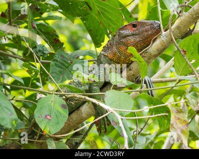 Adult northern caiman lizard, Dracaena guianensis, basking in Nauta Caño, Amazon Basin, Loreto, Peru. Stock Photo