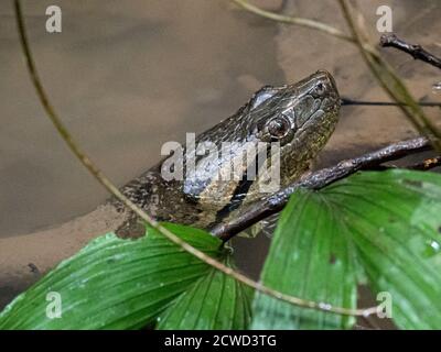 An adult green anaconda, Eunectes murinus, Marañon River, Amazon Basin, Loreto, Peru. Stock Photo