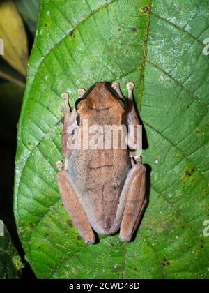 An adult chaco tree frog Hyla raniceps on Nauta Ca o at night