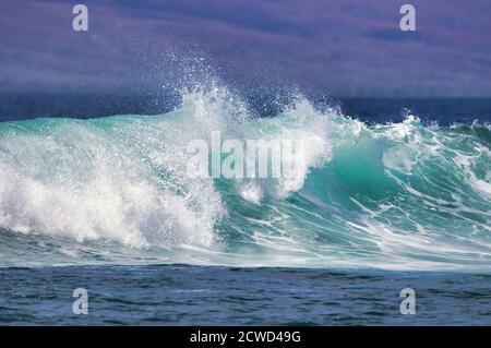 Spectacular beauty of a high energy wave breaking on Maui. Stock Photo