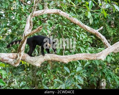 An adult South American coati, Nasua nasua, climbing tree in Pacalpa Caño, Amazon Basin, Loreto, Peru. Stock Photo