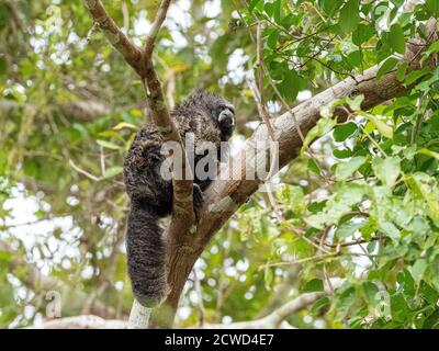 An adult monk saki monkey, Pithecia monachus, near the Oxbow lake Atun Poza, Iquitos, Peru. Stock Photo