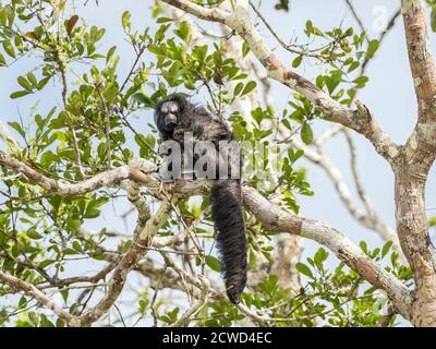 An adult monk saki monkey, Pithecia monachus, near the Oxbow lake Atun Poza, Iquitos, Peru. Stock Photo